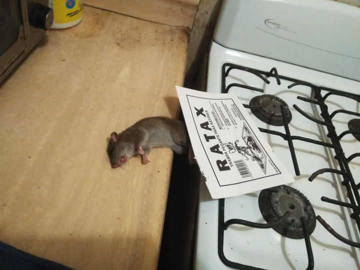 mi estufa tienen ratas